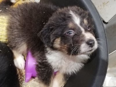 Les chiots de Berger Australien