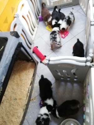 Berger Australien - legend of red robin