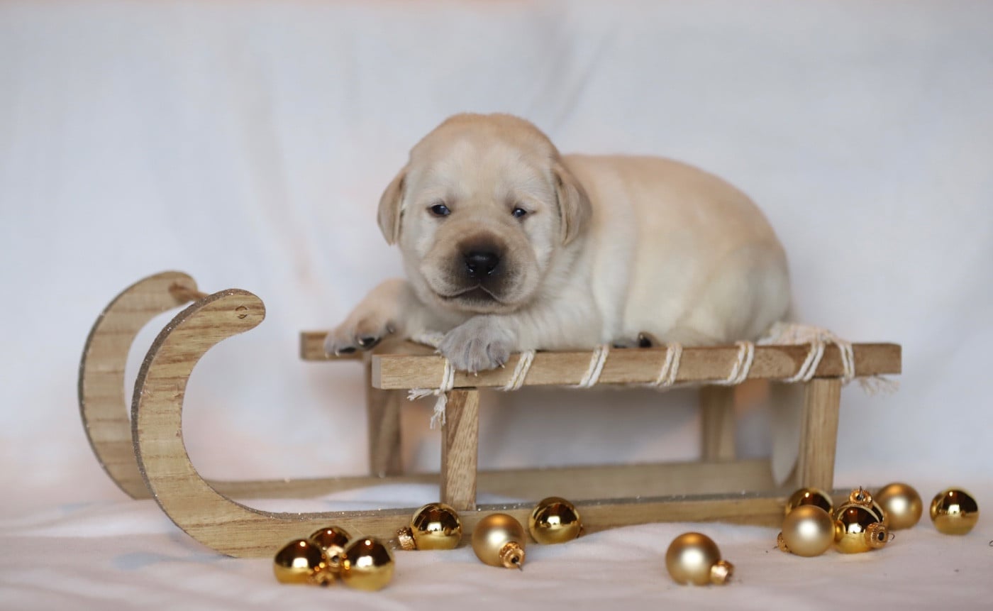 Collier marron - Labrador Retriever