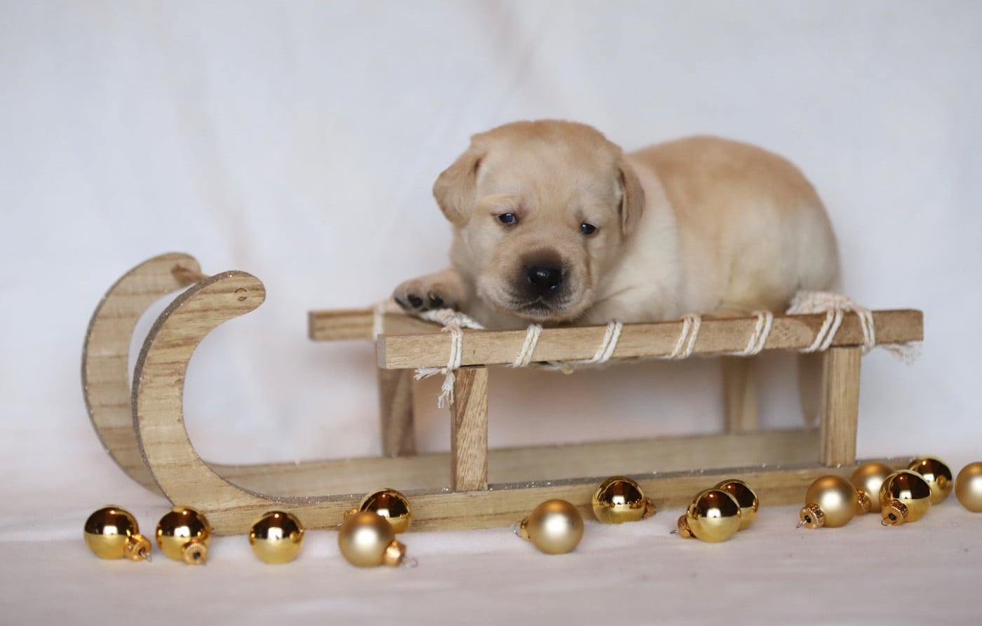 Sans collier - Labrador Retriever