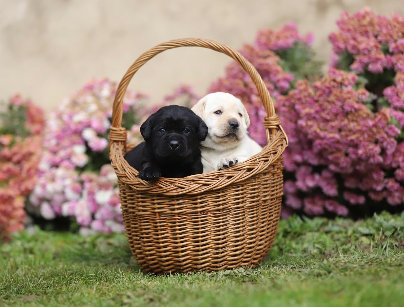 Labrador Retriever - Du Bois De L'Ayade