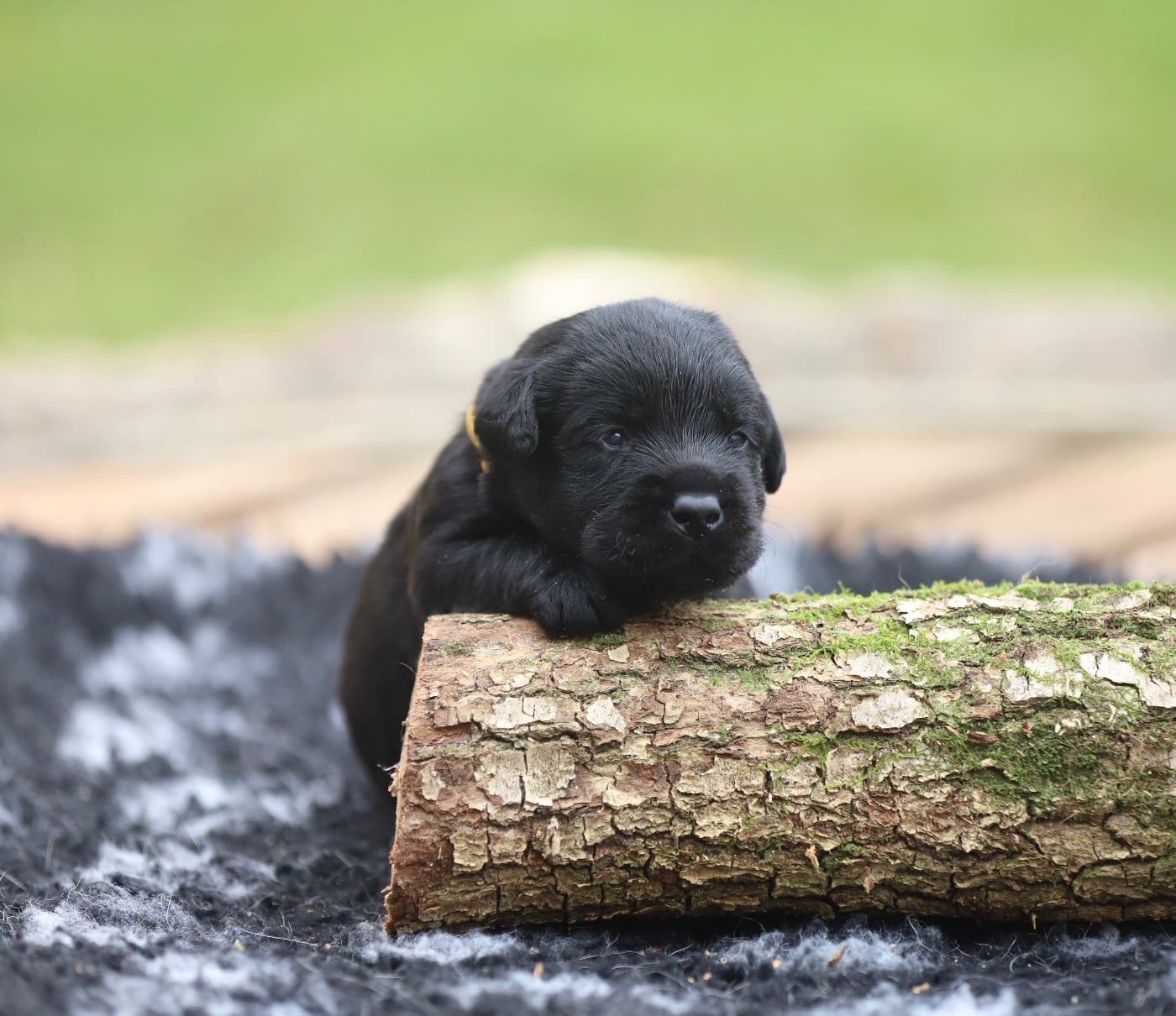 Labrador Retriever - Du Bois De L'Ayade