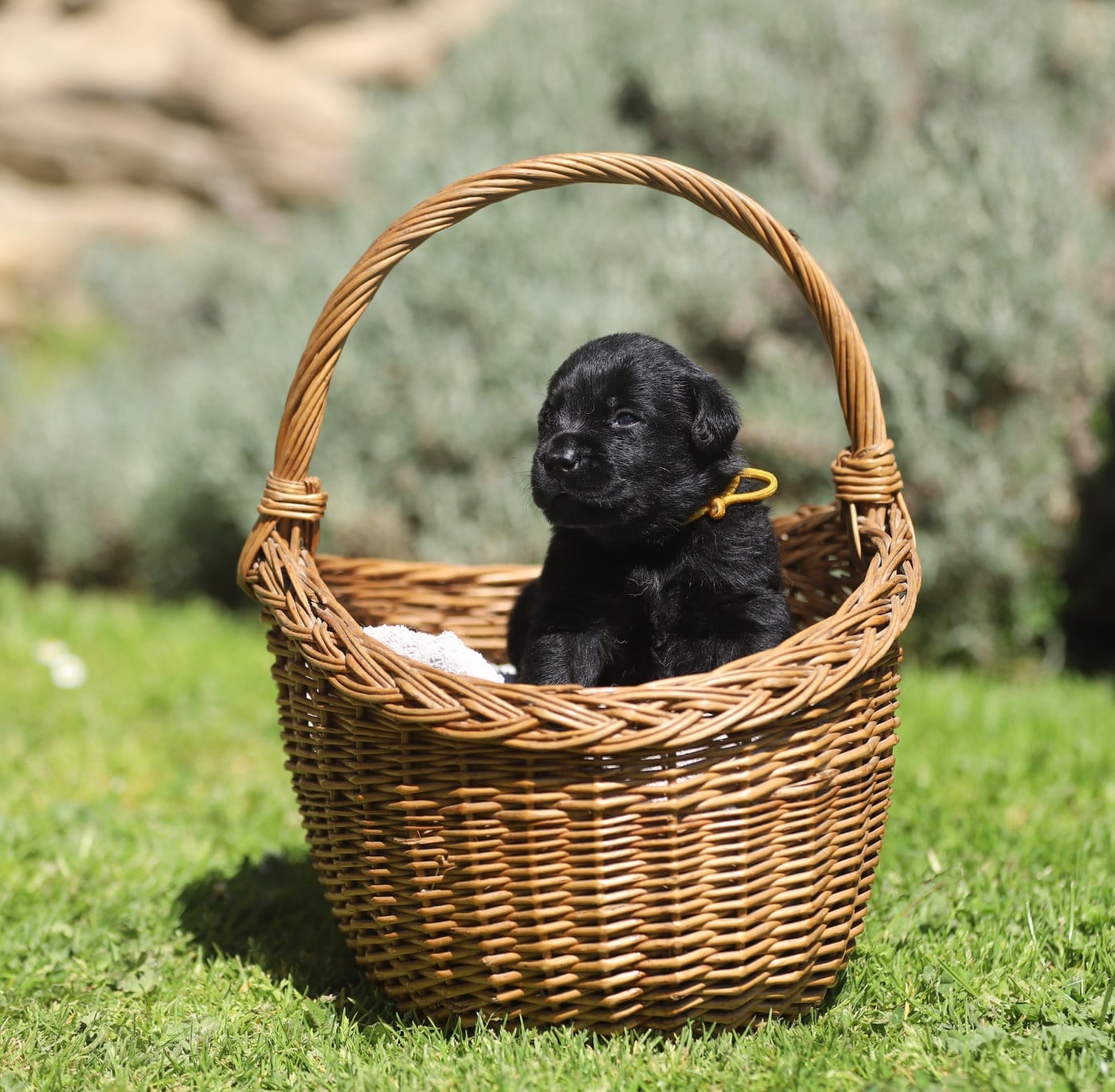 Labrador Retriever - Du Bois De L'Ayade