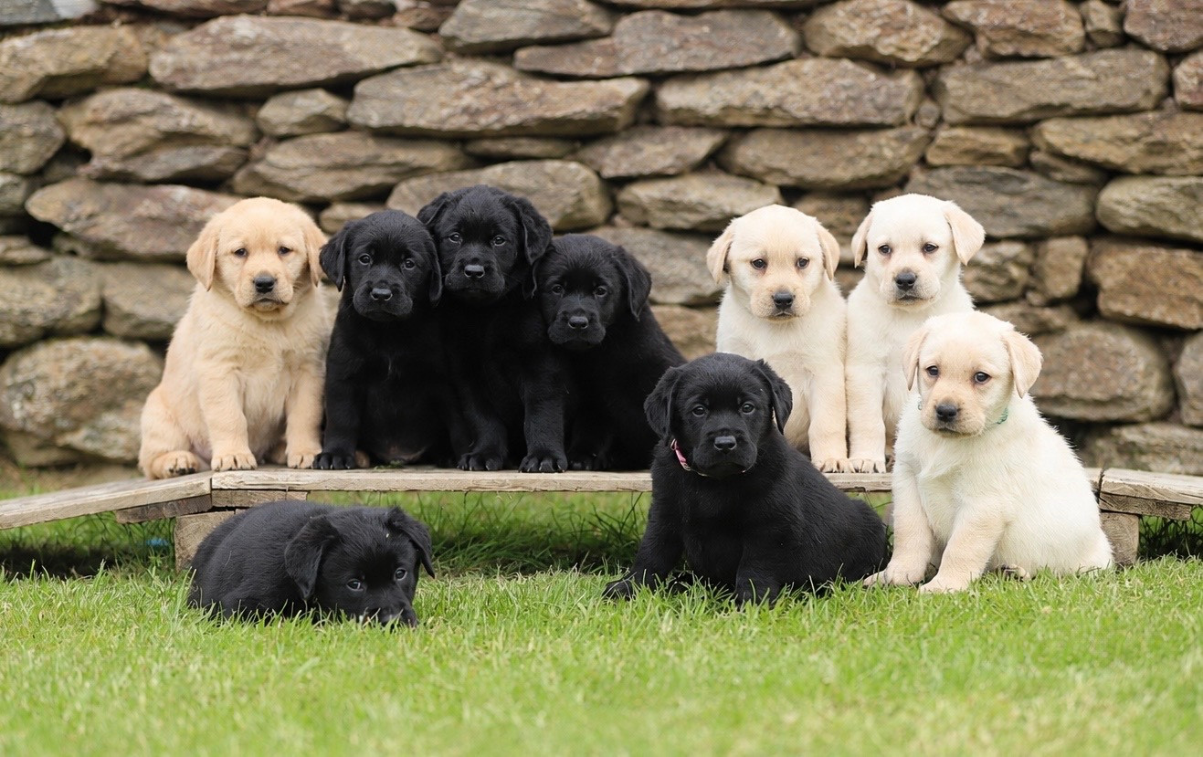 Labrador Retriever - Du Bois De L'Ayade
