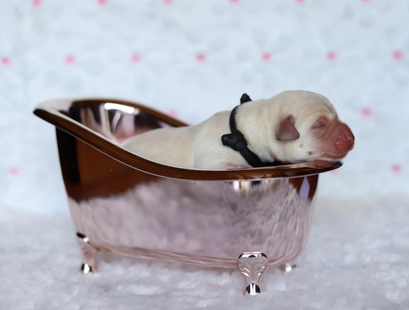 collier noir - Labrador Retriever