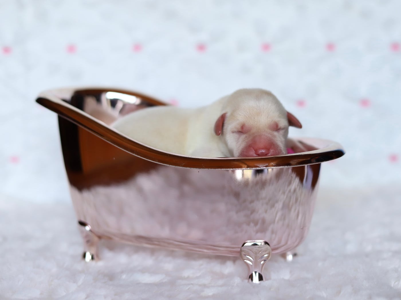 sans collier - Labrador Retriever