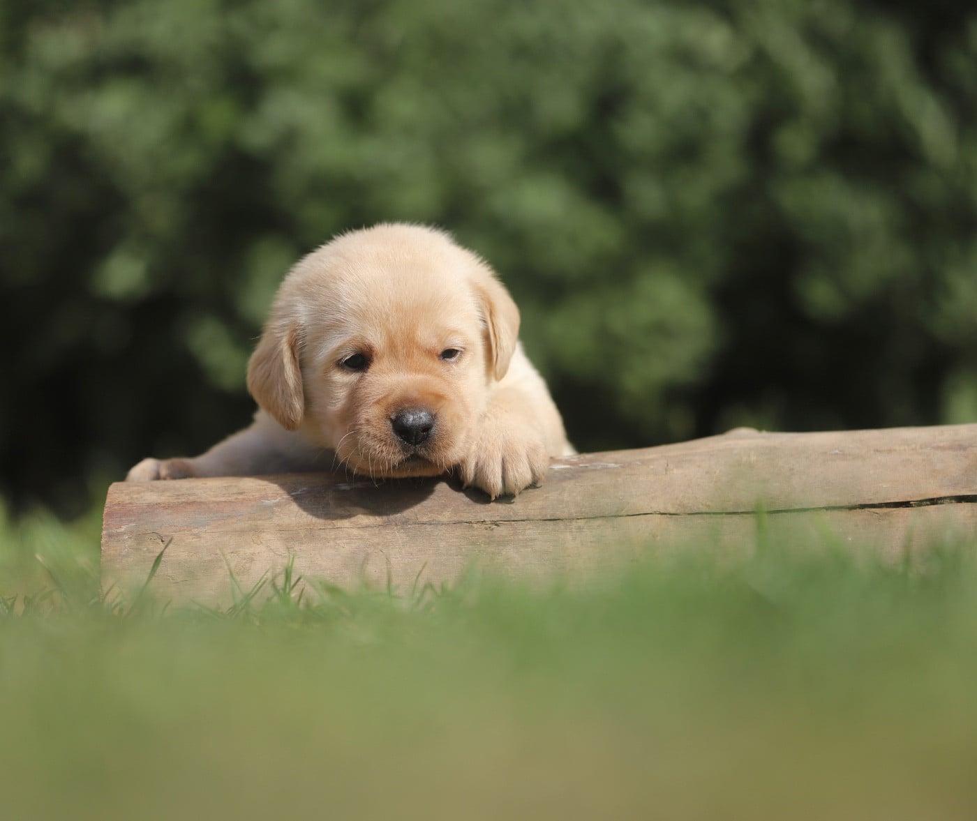 collier bleu - Labrador Retriever
