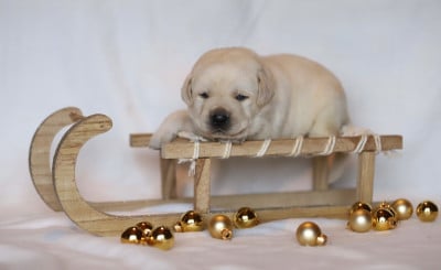 Les chiots de Labrador Retriever
