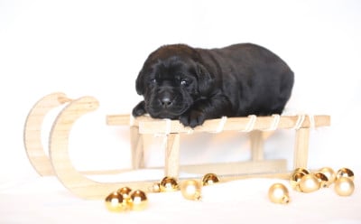 Les chiots de Labrador Retriever