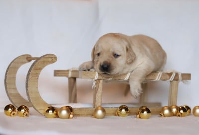 Les chiots de Labrador Retriever