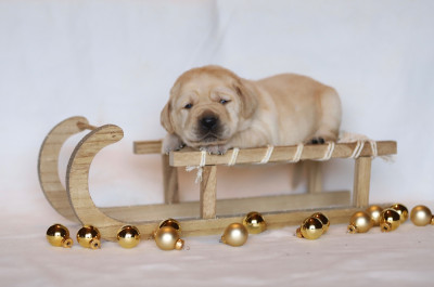 Les chiots de Labrador Retriever