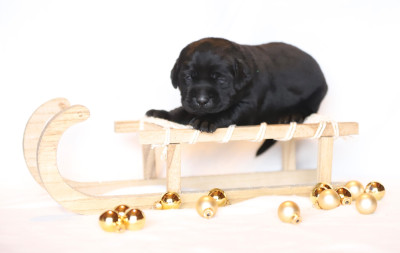 Les chiots de Labrador Retriever