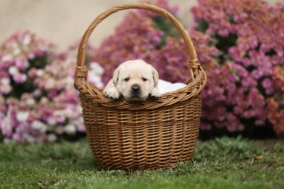 Les chiots de Labrador Retriever