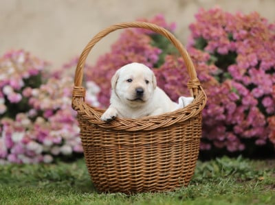 Les chiots de Labrador Retriever