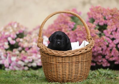 Les chiots de Labrador Retriever