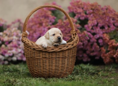 Les chiots de Labrador Retriever
