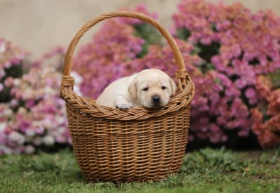 Les chiots de Labrador Retriever