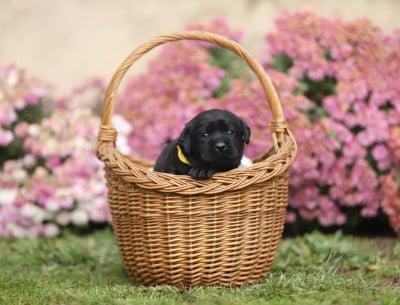 Les chiots de Labrador Retriever