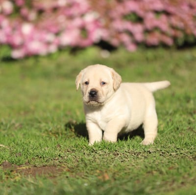 Les chiots de Labrador Retriever