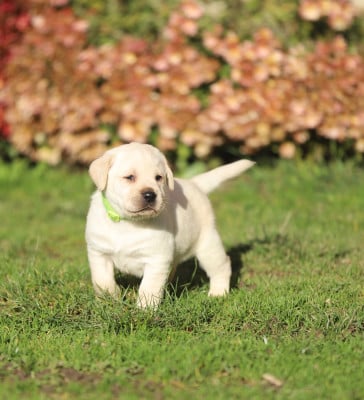 Les chiots de Labrador Retriever