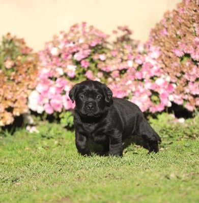 Les chiots de Labrador Retriever