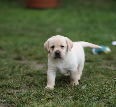 Les chiots de Labrador Retriever