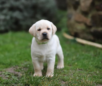 Les chiots de Labrador Retriever