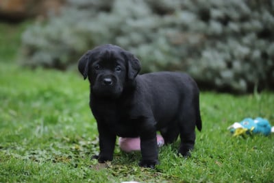Les chiots de Labrador Retriever