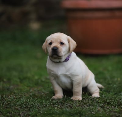 Les chiots de Labrador Retriever