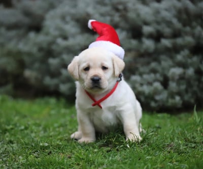 Les chiots de Labrador Retriever