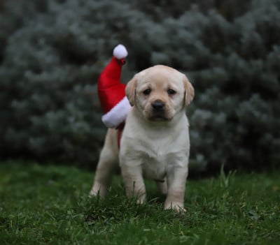 Les chiots de Labrador Retriever