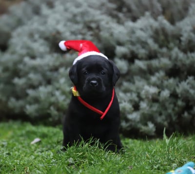 Les chiots de Labrador Retriever