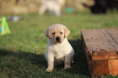 Les chiots de Labrador Retriever
