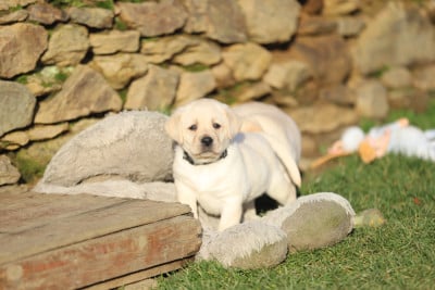 Les chiots de Labrador Retriever
