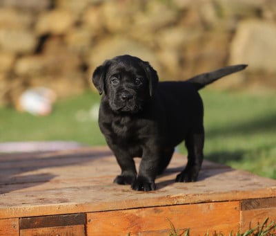 Les chiots de Labrador Retriever