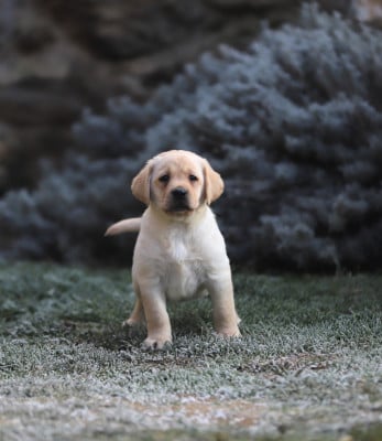 Les chiots de Labrador Retriever