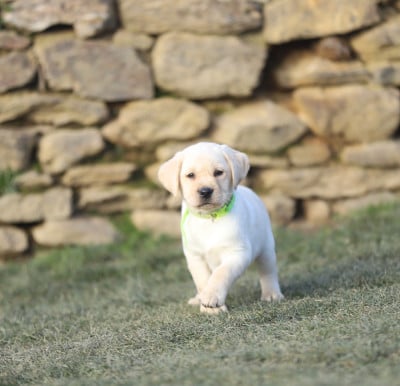 Les chiots de Labrador Retriever