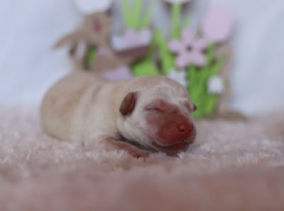 Les chiots de Labrador Retriever