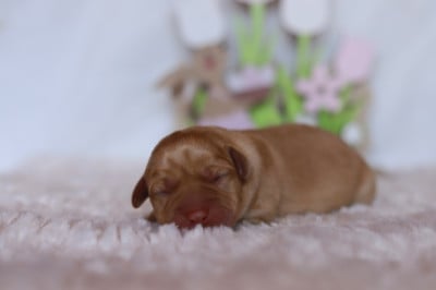 Les chiots de Labrador Retriever