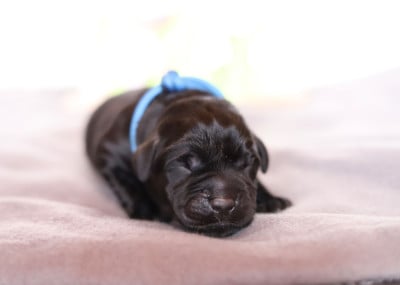 Les chiots de Labrador Retriever