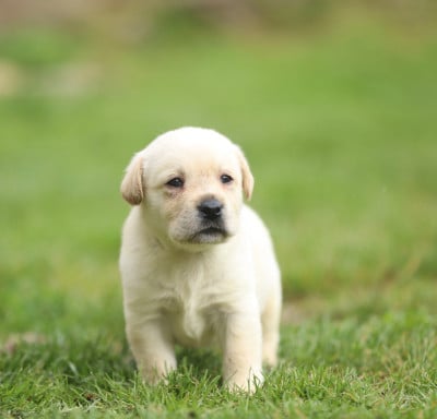 Les chiots de Labrador Retriever