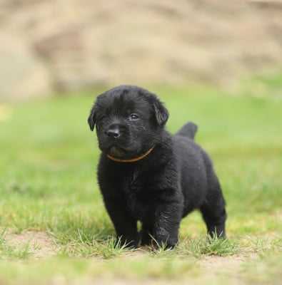 Les chiots de Labrador Retriever
