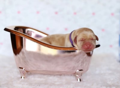 Les chiots de Labrador Retriever