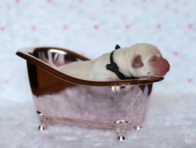 Les chiots de Labrador Retriever