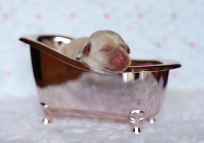 Les chiots de Labrador Retriever