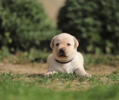 Les chiots de Labrador Retriever