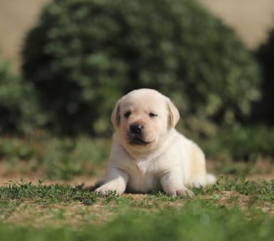 Les chiots de Labrador Retriever