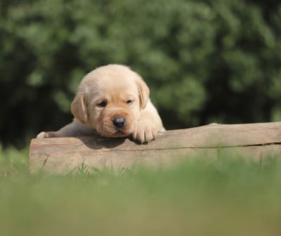 Les chiots de Labrador Retriever