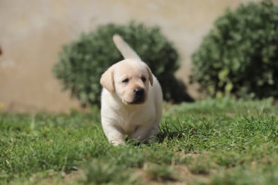 Les chiots de Labrador Retriever