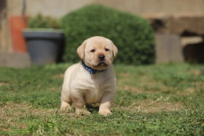 Les chiots de Labrador Retriever